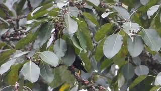 Golden-crested myna