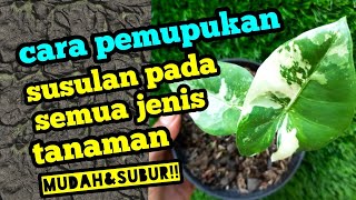 pupuk susulan untuk semua jenis tanaman agar subur