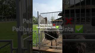 Burung Unta Peliharaan #shortvideo #shorts #fyp #viralvideo #viralshorts #burungunta