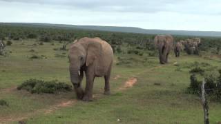 Addo National Park near Shamwari Game Reserve, South Africa