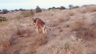 #big #donkey Love With Young Donkey  In