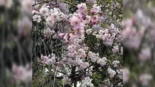 Plum blossom 2019