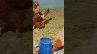 Best business Pakistan Smart Farming At Home 🏡 Hen's Eggs Home Made Incubator Breed #egg #business