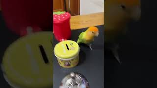 Parrot sorting objects 🦜 #shorts