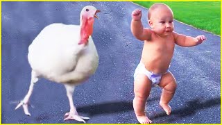 Funny Baby Meet Animals For The First Time || Funny Angels