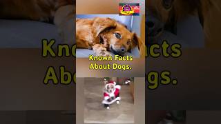 Facts About Dogs You Didn't Know | Dog Facts You Need To Know | #shorts #dogs #dogshorts #facts