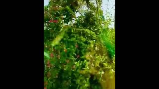 Beauty of nature | shorts in jeddah | #shorts  #shortvideo