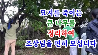 [유교약사생불사 1400강] 묘지를 죽이는 큰 나무를 정리하여 조상님을 편히 모십니다