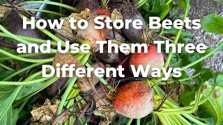 Storing Beets and Three Beet Recipes | Juice, Dehydrated, Fermented