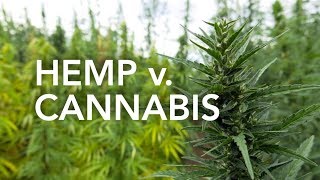 The Difference Between Hemp & Cannabis