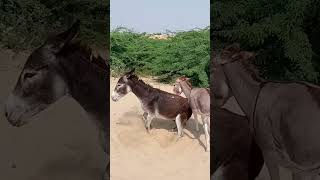 #youtubeshorts #donkey #animals #shorts #pets