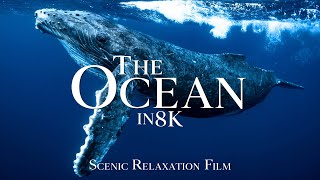 The Ocean in 8K ULTRA HD (60FPS) - Scenic Wildlife Film with Calming Music