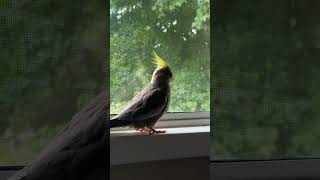 COCO early morning energy 🤩 #canada #cocatiel #cockatielbird #birdslover #birdpet #cutebirds