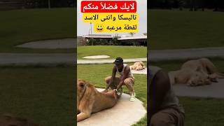 شاهد الأسطورة تاليسكا وانثى الأسد البرازيلي #shorts