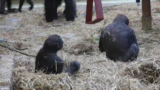 Gorilla's playing at Artis.