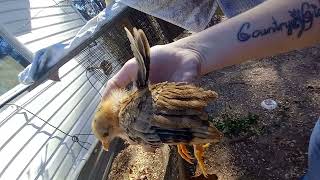 chicks feathers growing straight up