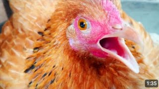 Free Range Chiken Farming,chiken Hen Sound Video In HD Rooster Vlog|| Murgo ko khane k lai kya dale