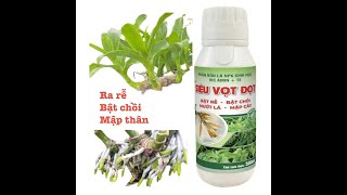 Phân Sinh Học Siêu Bật Chồi Mướt Lá Mập Cây Chai 500ml 0967 863 963