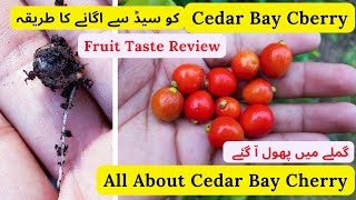 How To Grow Cedar Bay Cherry From Seed | Taste Review | Grow In Pot | Rare Garden |