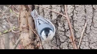 White Breasted Nuthatch on Oak tree.