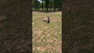 Miniature DONKEY PLAYING DEAD