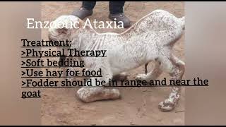 Enzootic Ataxia