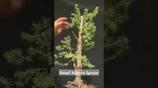 Spruce Bonsai Styling