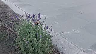 Tiny hawk-moth hummingbird in Bucharest 2