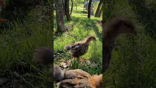 Enjoying a beautiful day outside!! #chicks #babychicks #beautifulnature  #cute #homestead #freerange