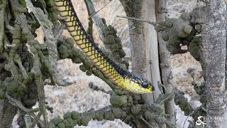 Boomslang near Melkbosstrand (20181121)