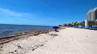 Sargassum inundates Fort Lauderdale Beach