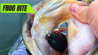 Frog Bites Like Gunshots!💥 Topwater Fishing on Decker Lake