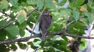 Drozd śpiewak (Turdus philomeos) - Białowieża