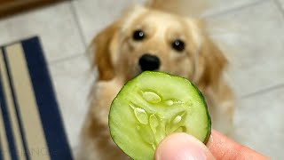 BMO eats a cuke for #NationalPetDay