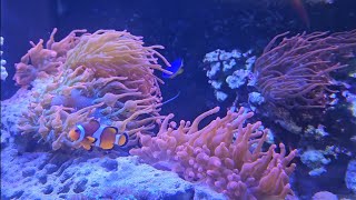 Saltwater Aquarium Indian Ocean