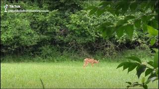 A fawn playing in my backyard