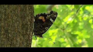 Red Admiral butterfly side view