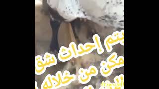 ما هو الحبن عند الأبقار