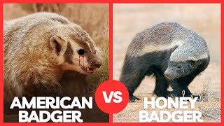 Wildlife Showdown: American Badger vs. Honey Badger