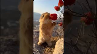 Rabbit eating strawberry #amazing #shorts #shortvideo