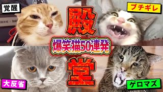 【2ch動物スレ殿堂入り猫編】ツッコミどころ満載なおもしろ猫動画50連発！Part7（鳴き声、しゃべる、子猫、かわいい）