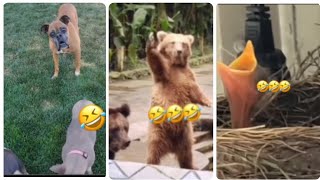 ANIMAL VOICEOVERS 🐶😺🐻 🐦 #pets #animals #cat #dog #birds #bear #funny #voiceover #shorts #tiktok #usa