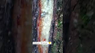 Pine trees produce sap