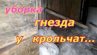 замена подстилки у крольчат... зачем?