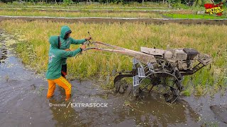 Joki Junior Dan Joki Muda Traktor Sawah Bekerja Sama Mengolah Lahan