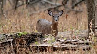 Curious Whitetail Deer (Doe) - © Kip Ladage