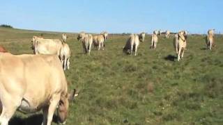 Troupeau aubrac dans l'Aubrac en Aveyron   .MOD