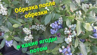 Ревизия кустов голубики после омолаживающей обрезки. Видео урок 18)))