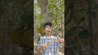 05Hunting Bird's | Amazing nature video | excellent hunter | Hunter of Birds | #viral #shortvideo