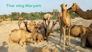 Camels Sitting In Desert||Desert Camels Rest place #camels #desert #vlog